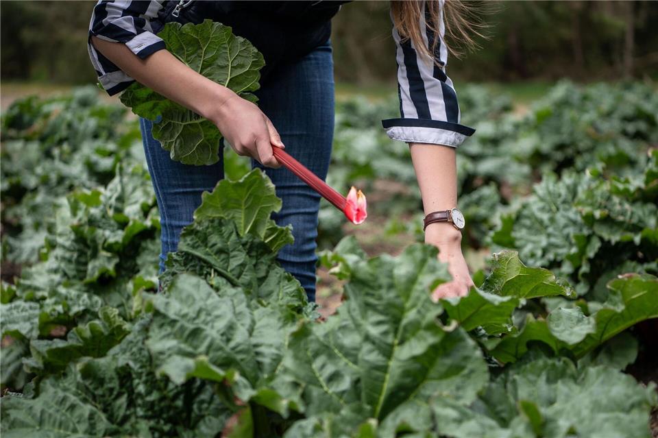 Richtig ernten: Die Stangen des Rhabarbers sollten vorsichtig herausgedreht werden.Sina Schuldt/dpa