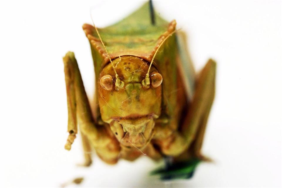 Riesenblattschrecken zählen zu den größten Insekten der Welt.Uli Deck/dpa