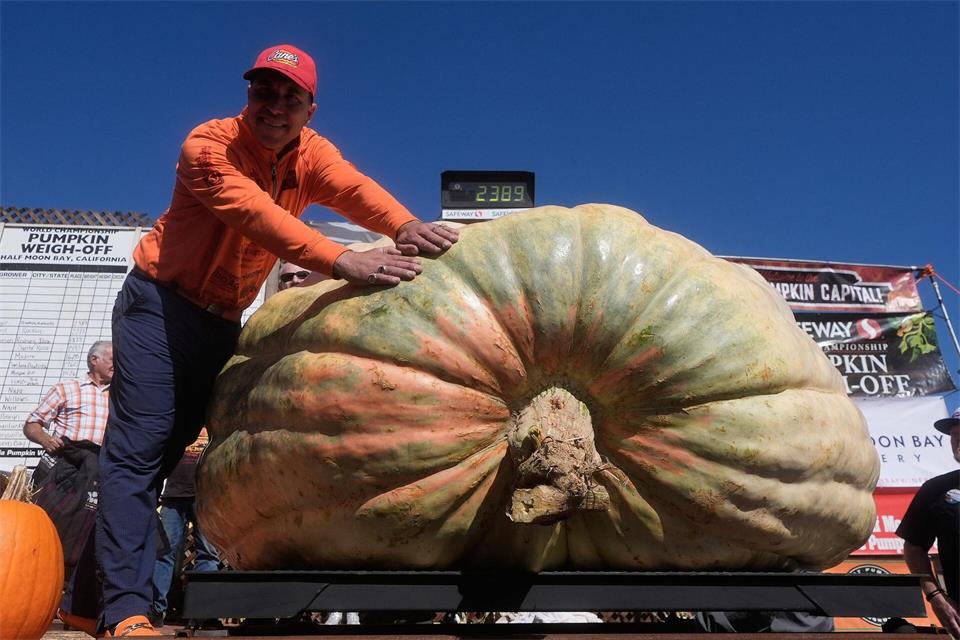Riesenkürbis-Show in den USA: Travis Gienger aus Anoka feiert Platz eins bei der Pumpkin Weigh-OffJeff Chiu/AP/dpa