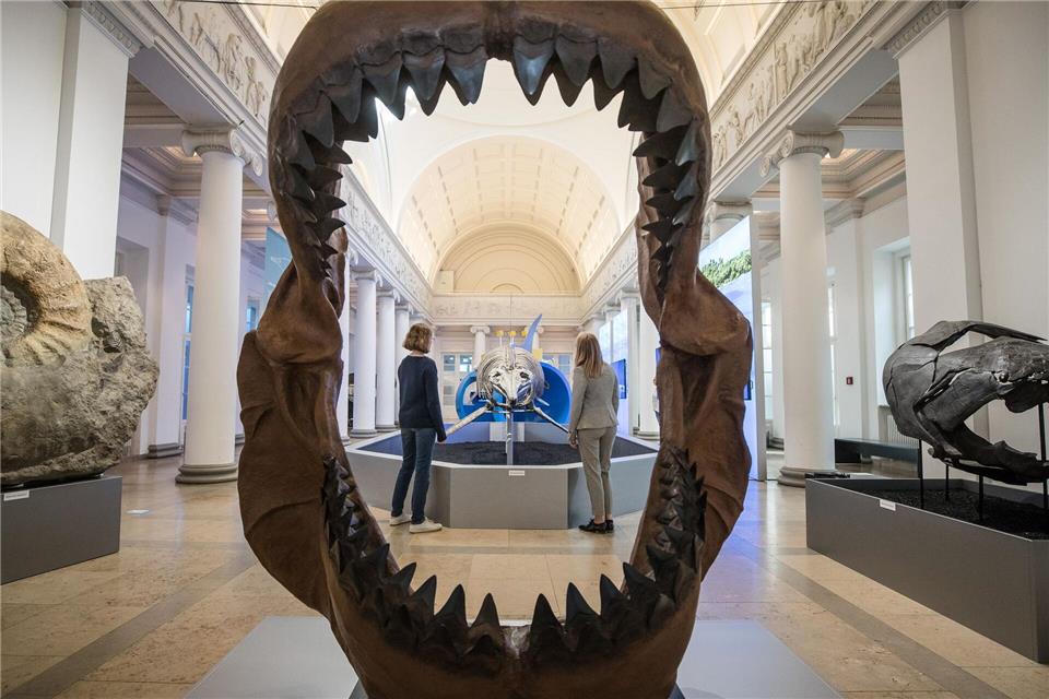 Riesig war der Megalodon mit gut 24 Metern Länge wahrscheinlich durchaus. (Archivbild)Christoph Schmidt/dpa