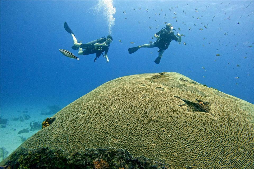 Riesige Schwämme, viele Fische: Das erwartet Taucher vor Little Tobago.Manuel Meyer/dpa-tmn