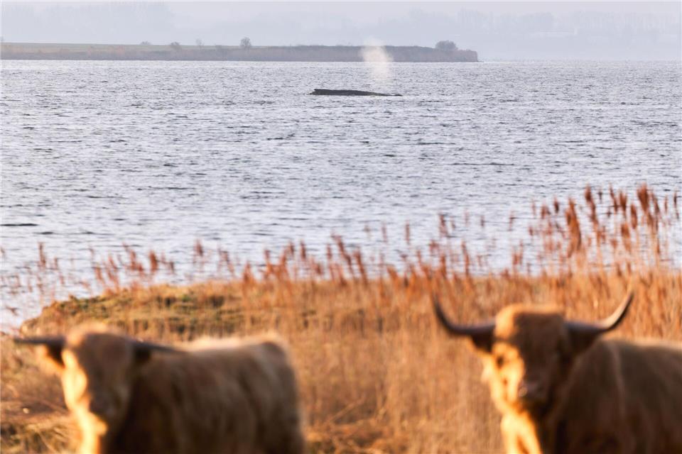 Rinder stehen auf einer Weide am Ufer, während im Hintergrund der Buckelwal am Vormittag noch immer auf einer Sandbank vor der Insel Poel liegt.Marcus Golejewski/dpa