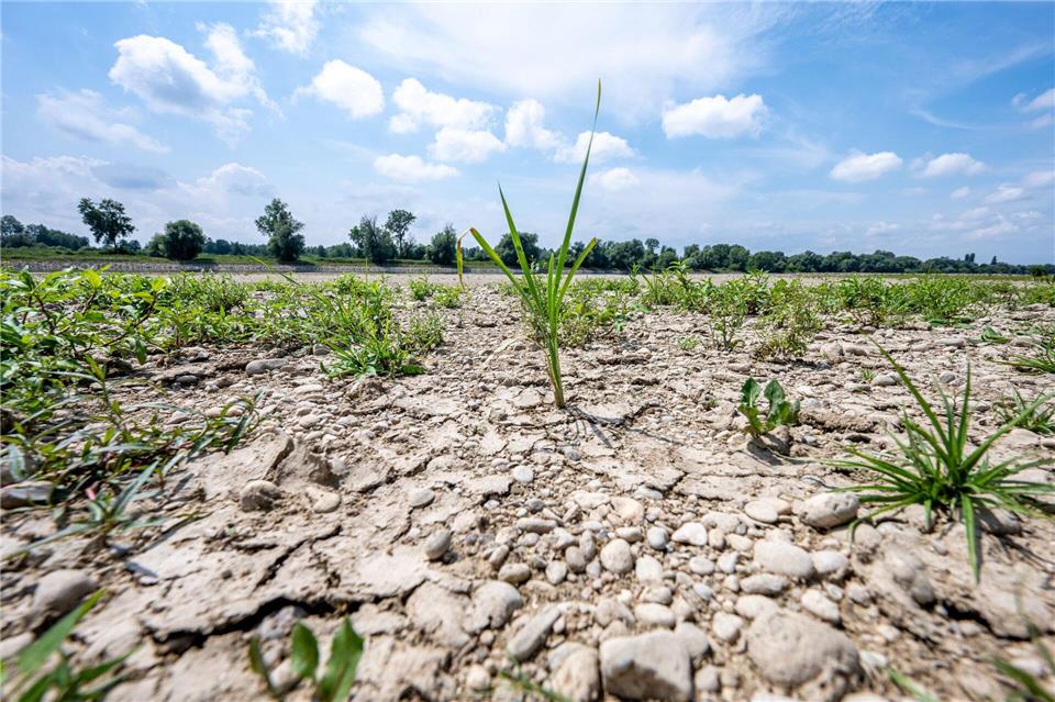 Rissiger Boden statt fließendem Strom: die Donau schon Mitte Juli. Armin Weigel/dpa
