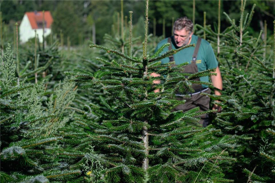 Gnadenfrist für Weihnachtsbäume: frisch gefällt zum Fest Robert Kleinstäuber begutachtet Nordmanntannen auf seiner Plantage im Landkreis Sächsische Schweiz-Osterzgebirge. Robert Michael/dpa