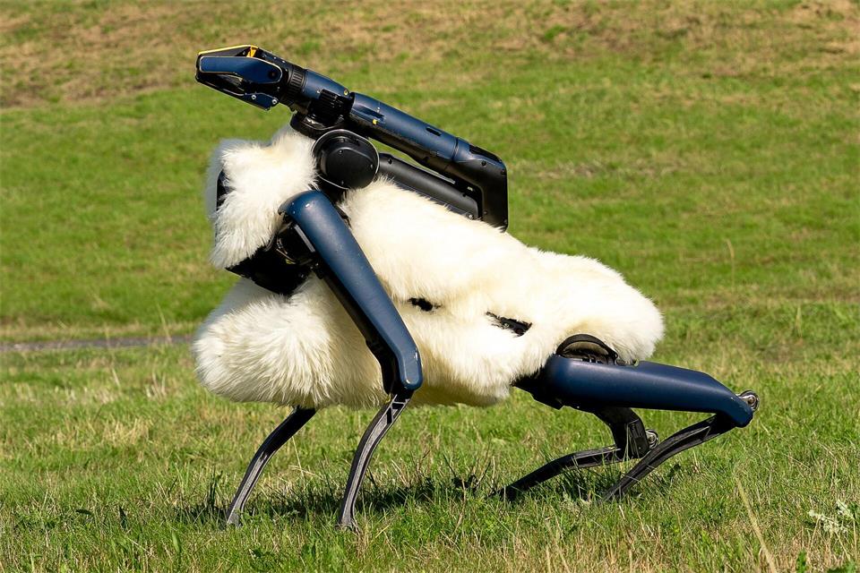 Robo-Schaf auf der Halde Hoheward im RuhrgebietMax Lametz/dpa