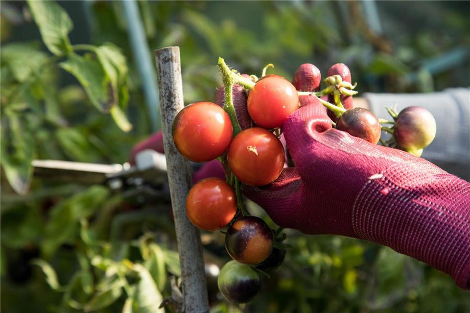 Robust bei Hitze: Tomaten kommen mit warmen und trockenen Bedingungen meist gut zurecht.picture alliance / dpa-tmn