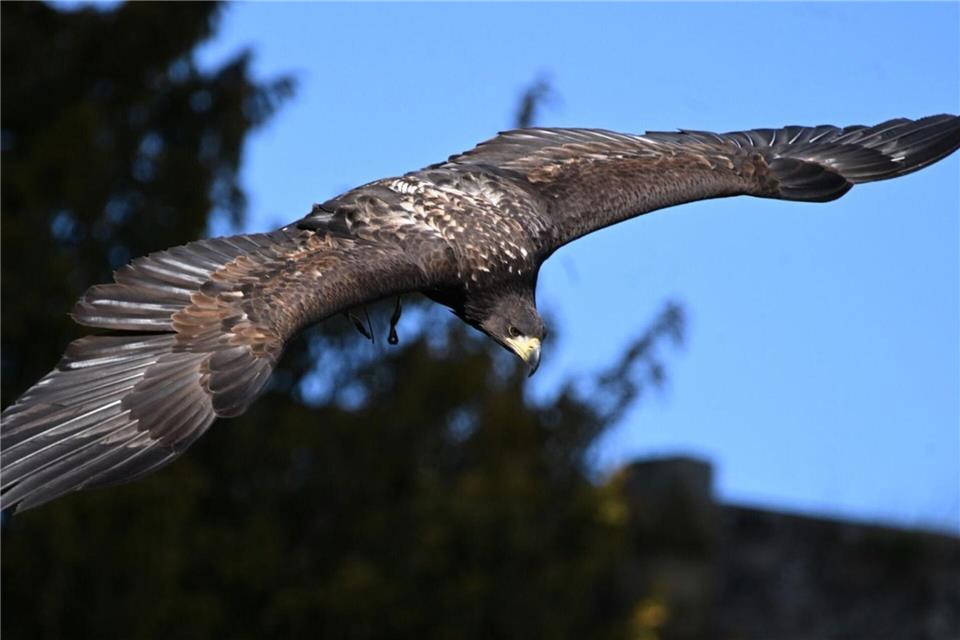 Romeo ist ein großer dunkler Vogel mit Bändern an den Füßen. Er hat eine Flügelspannweite von rund zwei Metern.-/Greifenwarte Burg Guttenberg/dpa