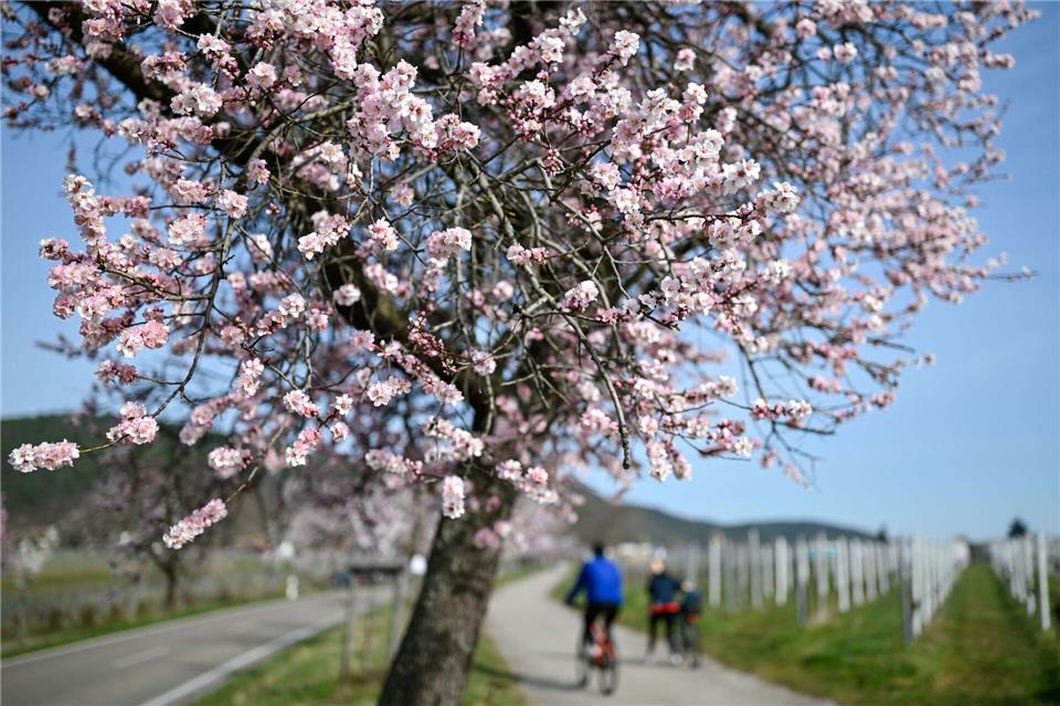 Rosa Blüten erfreuen wieder Ausflügler in der Pfalz.Uwe Anspach/dpa