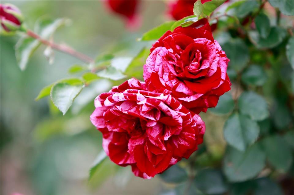 Rund 80.000 Besucher im Rosarium Sangerhausen Rosen als Anziehungspunkt: Im vergangenen Jahr kamen in das Europa-Rosarium Sangerhausen mehr Besucher als im Vorjahr. (Archivbild)Matthias Bein/dpa