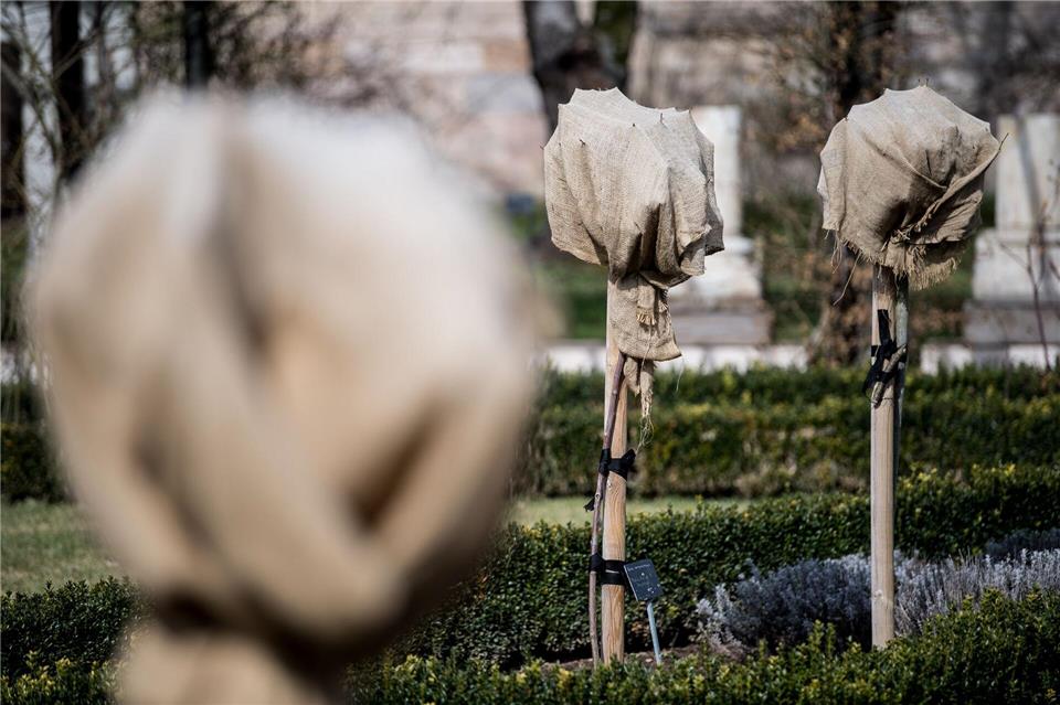 Rosen kann man mit einem Vlies bei Minusgraden schützen.picture alliance / Swen Pförtner/dpa