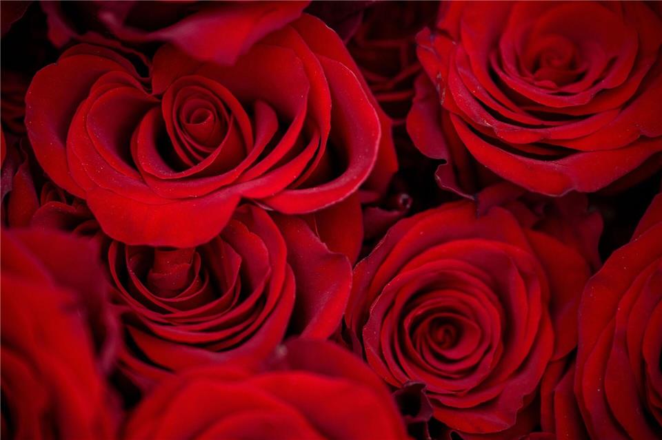 Rosen zählen zu den beliebtesten Valentinstagsgeschenken.Pia Bayer/dpa