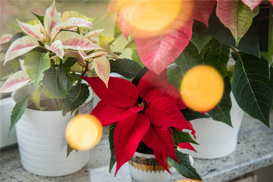 Rot, Rosa, Weiß: Weihnachtssterne setzen Akzente.picture alliance/dpa/dpa-tmn