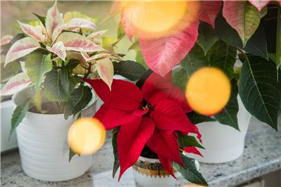 Die vier schnsten Pflanzen fr die Weihnachtszeit