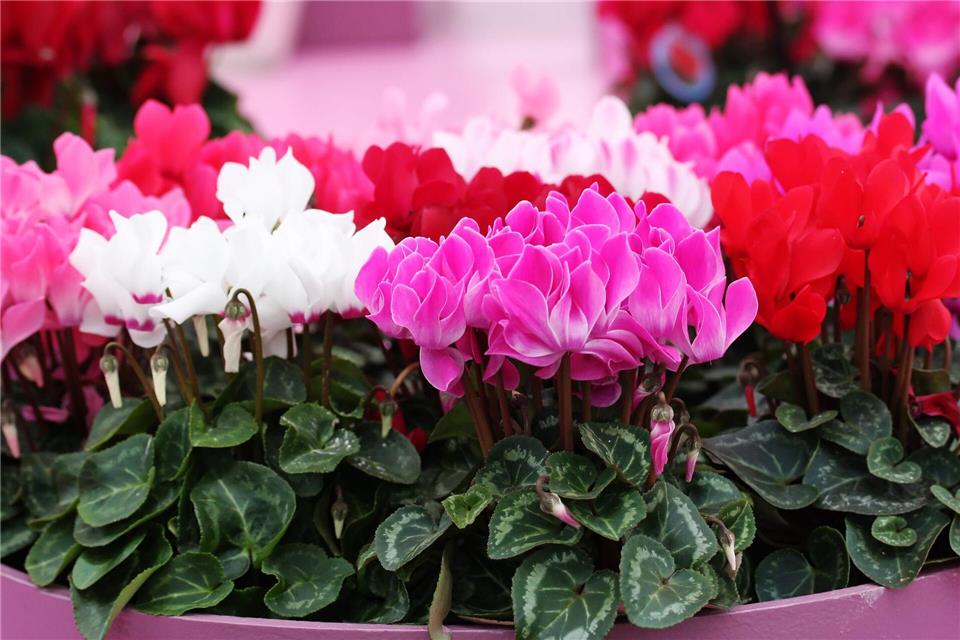 Rot, rosa, weiß: Auch Alpenveilchen eignen sich als stimmungsvolle Deko in den Wintermonaten.Hilke Segbers/dpa-tmn