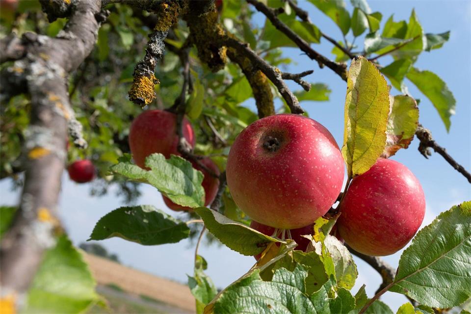 Rot und knackig hängen Äpfel an einem Baum - doch so schön sehen nach dem Hitzesommer in diesem Jahr längst nicht alle Früchte zur Erntezeit aus. Lea Winkler/dpa