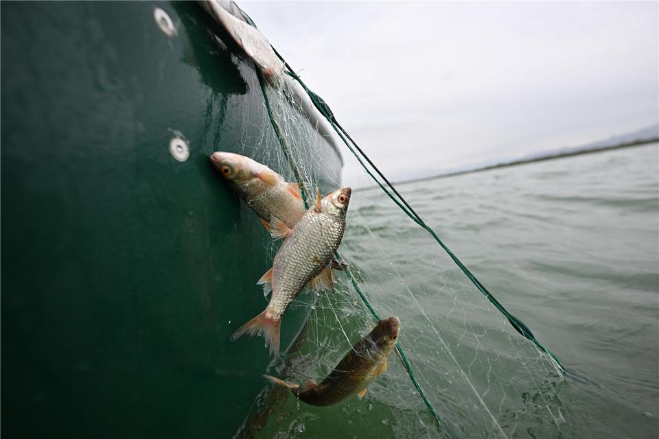 Rotaugen sind nicht nur als Speisefisch beliebt, sie sollen auch die rasante Ausbreitung der Quagga-Muscheln im Bodensee bremsen. (Archivbild)  Felix Kästle/dpa