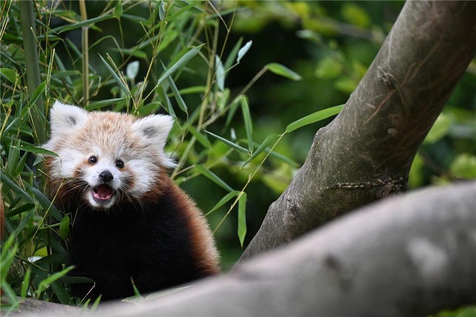 Rote Pandas hätten es aktuell gerne etwas kühler. (Archivbild)Michael Brandt/dpa