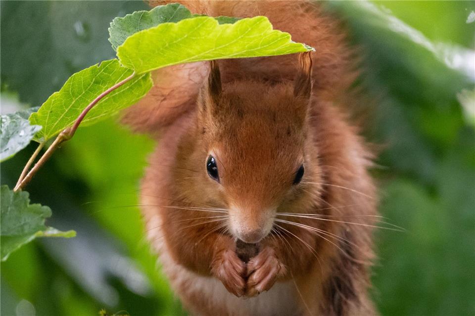 Rotes Fell, weiißer Bauch - so sehen offenkundig die meisten Eichhörnchen im Freistaat aus. (Archivbild)Sven Hoppe/dpa