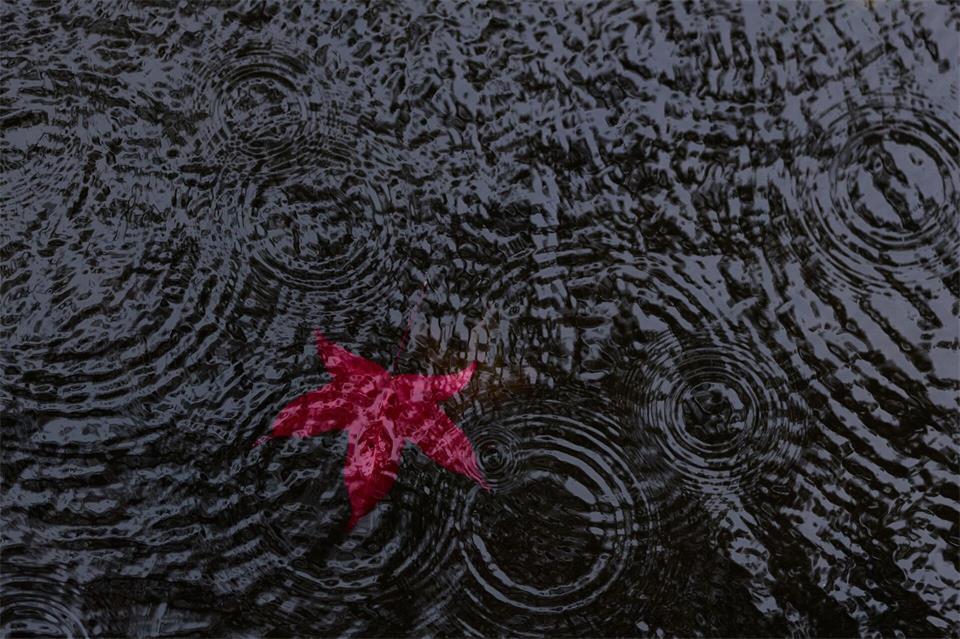 Rotes Herbstblatt im Weiher - Es wird regnerischerRolf Vennenbernd/dpa