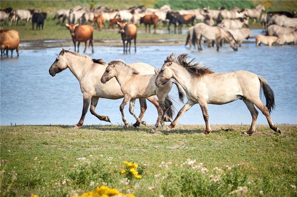 Rothirsche, Heckrinder und auch Konik-Pferde leben im Naturschutzgebiet Oostvaardersplassen.Allwrite/Visit Flevoland/dpa-tmn