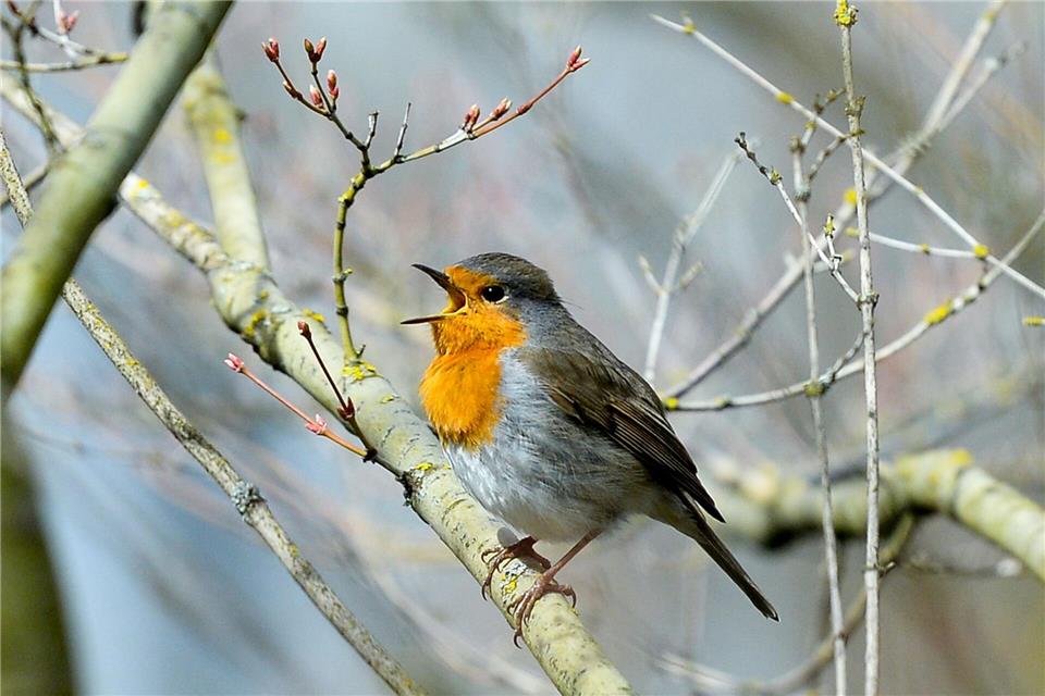 Rotkehlchen zwitschern noch vor dem Morgengrauen. (Archivbild)Jens Kalaene/dpa-Zentralbild/dpa