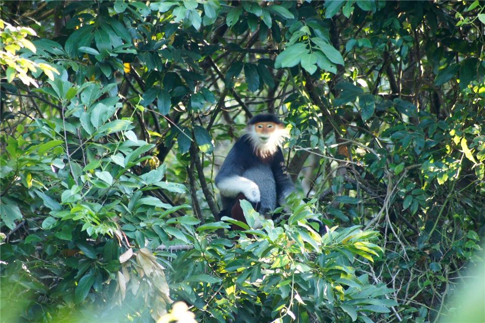 Rotschenklige Kleideraffen sind extrem selten. Wer Glück hat, kann sie im Dschungel auf der Halbinsel Son Tra beobachten.Carola Frentzen/dpa