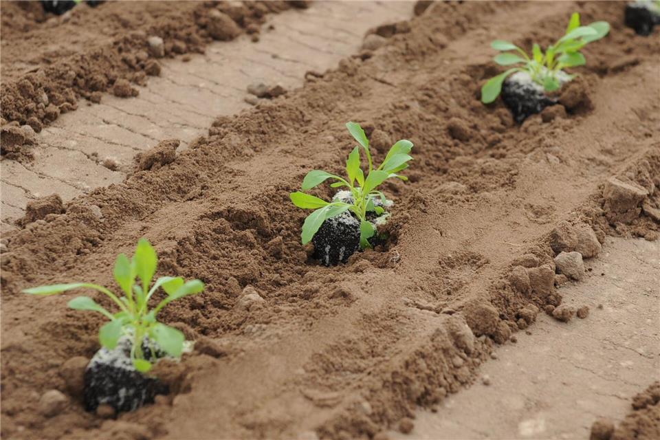 Rucola ist vor allem als Salat beliebt. (Archivbild)picture alliance / dpa
