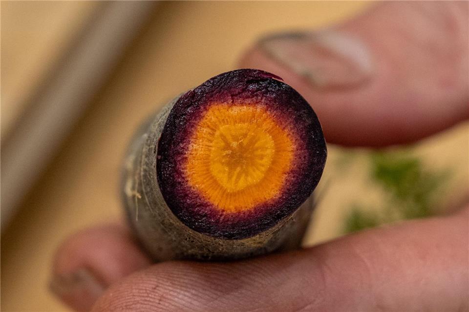 Rüben punkten mit wertvollen Inhaltsstoffen wie Beta-Carotin, Vitaminen und Mineralstoffen: Besonders Möhren und Pastinaken sind reich an Nährstoffen.Zacharie Scheurer/dpa-tmn