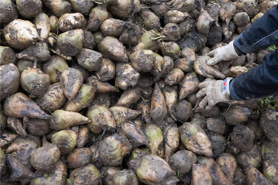 Rübenzucker wird vor allem in der Lebensmittelindustrie für Süß- und Backwaren sowie Getränke eingesetzt. (Symbolbild)Marijan Murat/dpa