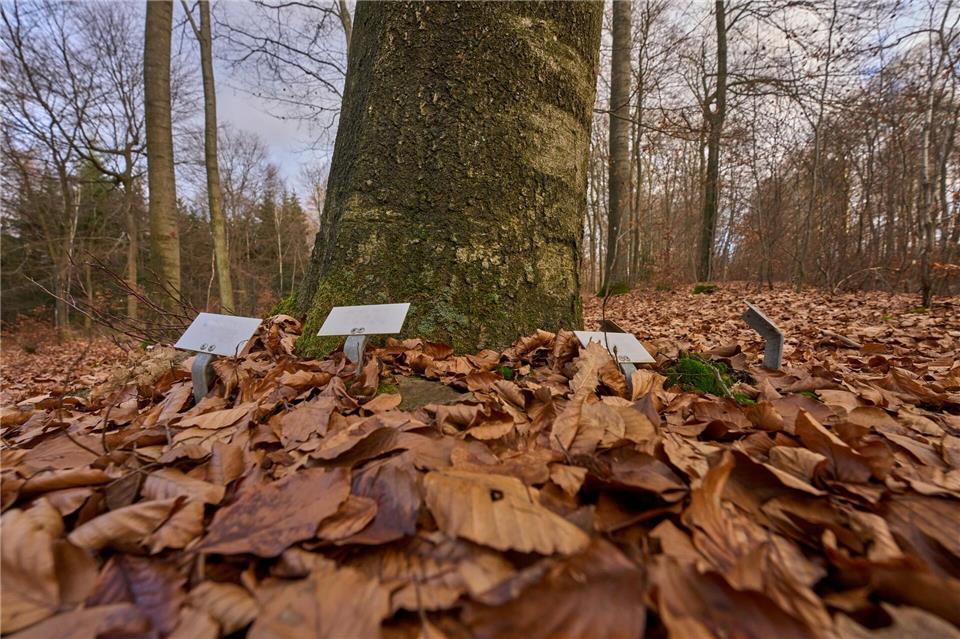 Ruhe unter Bäumen (Foto-Archiv)Thomas Frey/dpa