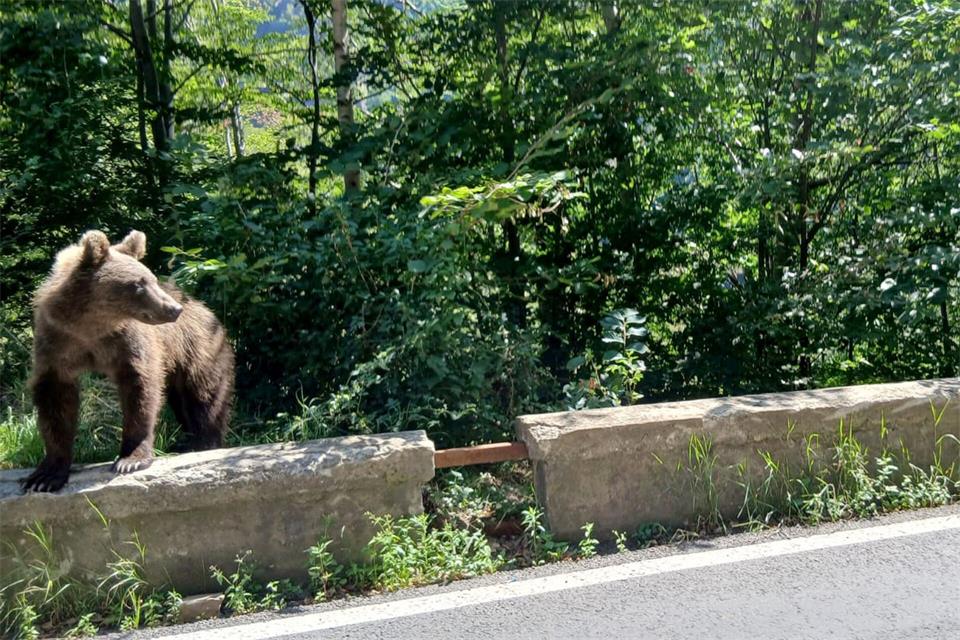 Rumänien verdoppelt die Abschussquoten für Bären. (Archivbild)Kathrin Lauer/dpa