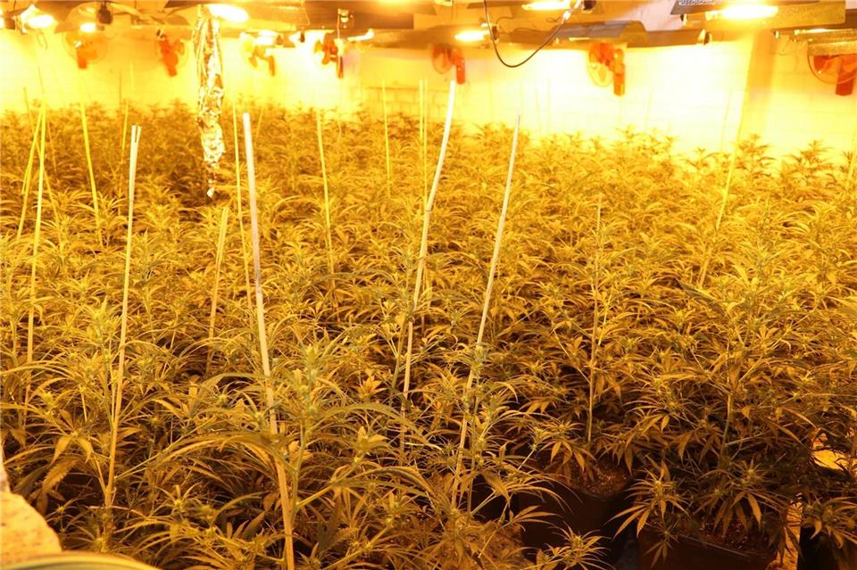 Rund 1.000 Cannabispflanzen fand die Polizei in einem Haus in Mönchengladbach.Polizei Mönchengladbach/dpa