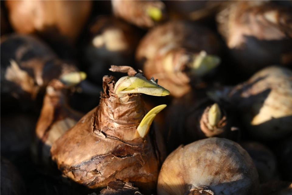 Rund 1,2 Millionen Blumenzwiebeln sollen zum Schluss für die Landesgartenschau in die Erde gesteckt werden. Martin Schutt/dpa