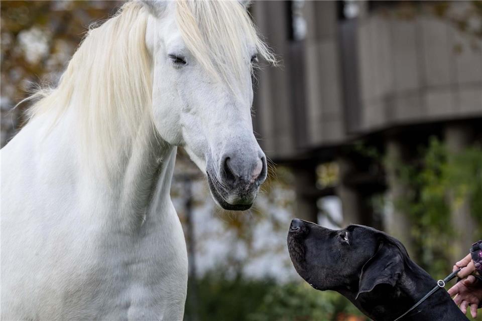 Hunden und Pferden gehört Bühne - Wettbewerb im Dog Dancing  Rund 240 Aussteller zeigen Produkte für Pferde und Hunde.Dieter Menne/dpa