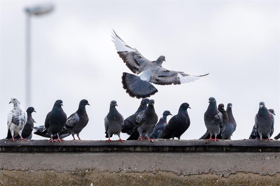 Rund 30 Menschen wollten Tauben fliegen lassen, doch dann brach der Streit aus. (Symbolbild)Lando Hass/dpa