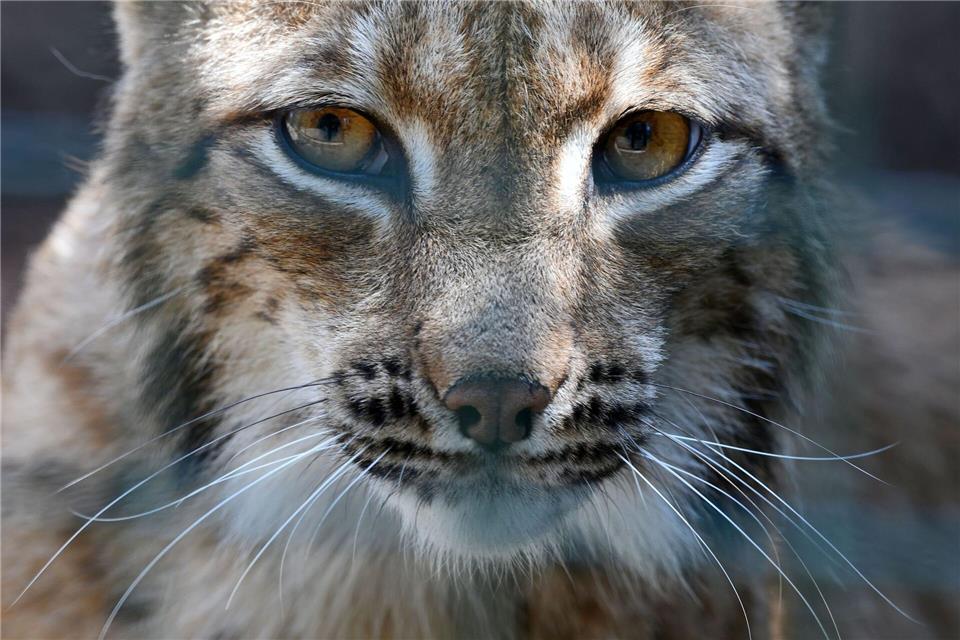 Luchsin Alva sorgt für ersten Nachwuchs im Erzgebirge  Rund 300 Jahre lang gab es keine wilden Luchse mehr in Sachsen. (Symbolbild)Martin Schutt/dpa-Zentralbild/dpa