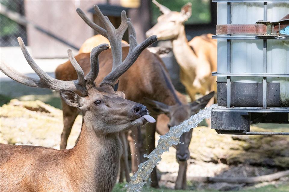 Rund 450 Tiere von klein bis groß bewohnen das weitläufige Gelände im Tierpark Olderdissen in Bielefeld. (Archivbild)Friso Gentsch/dpa