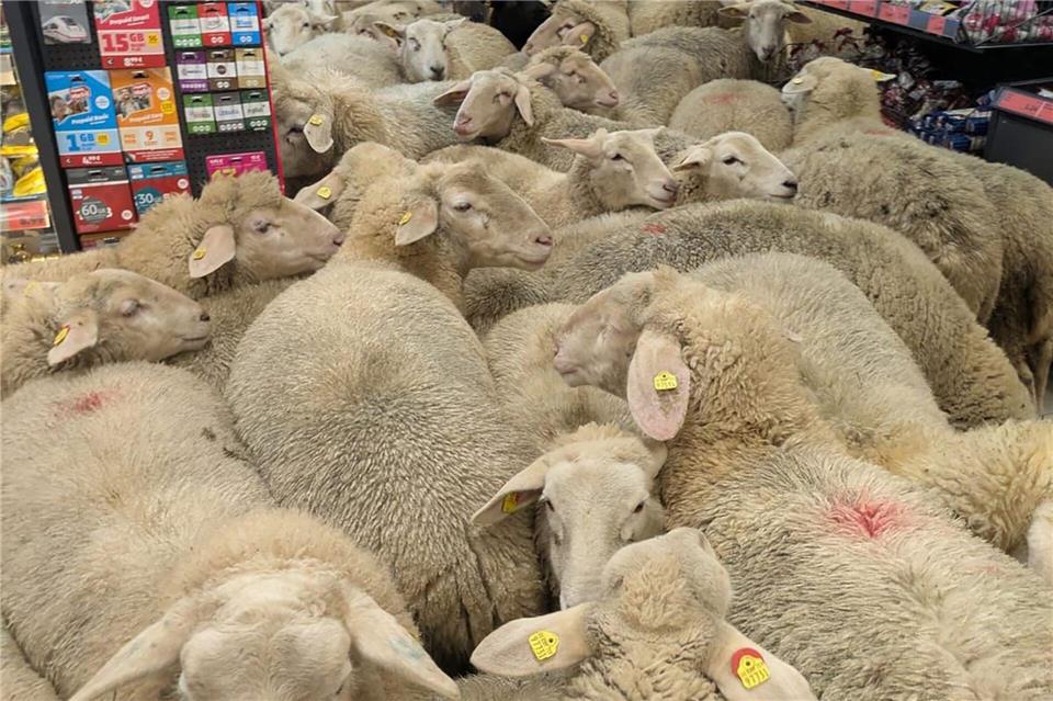 Rund 50 Schafe statteten einem Supermarkt einen Besuch ab - der macht daraus Werbung. (Handout)-/REWE Group/dpa