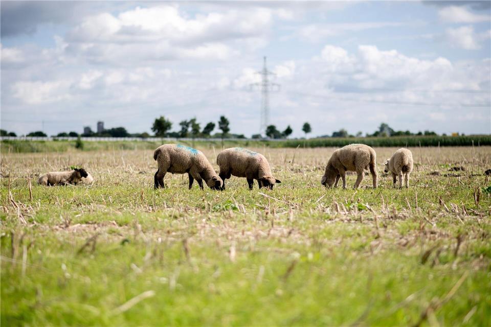 Rund 70 Schafe wurden von einer Weide gestohlen. (Archivbild)Hauke-Christian Dittrich/dpa