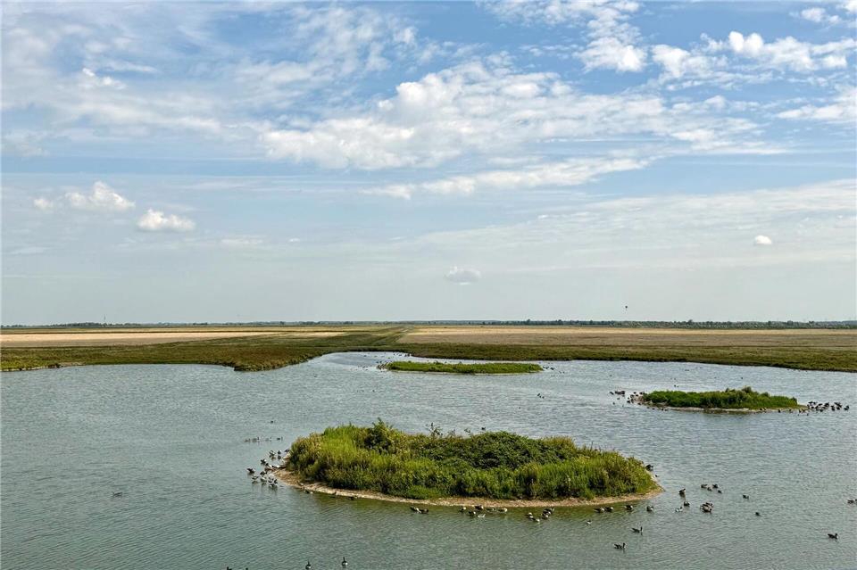 Rund 7.500 Hektar groß: das Naturschutzgebiet Oostvaardersplassen.Wolfgang Stelljes/dpa-tmn
