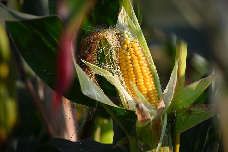 Rund 80 Prozent des in Deutschland angebauten Maises dienen der Tierfütterung, nur ein kleiner Teil wird als Lebensmittel genutzt.Patrick Pleul/dpa