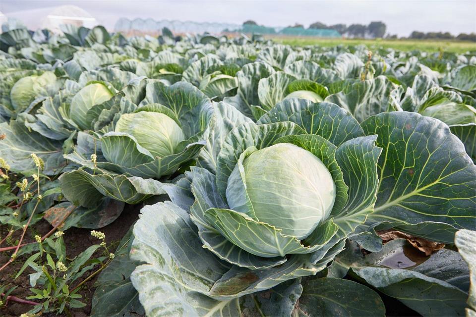 Rund 90 Millionen Kohlköpfe wachsen jährlich in der Region Dithmarschen. (Symbolbild) Georg Wendt/dpa