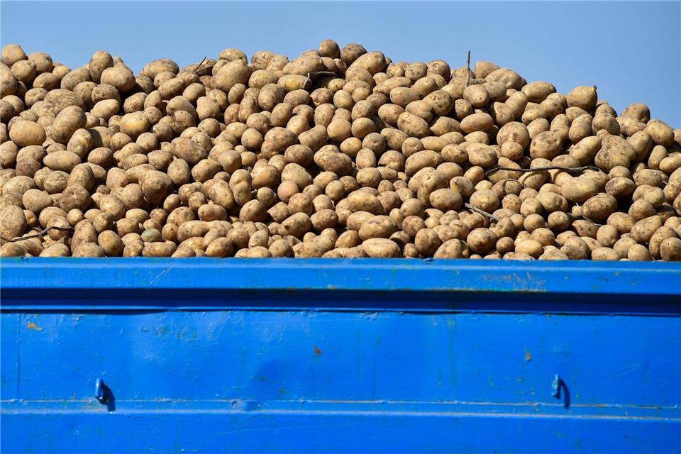 Rund Sechs Tonnen Kartoffeln verlor der Landwirt auf der B2. (Symbolbild)picture alliance / ZB