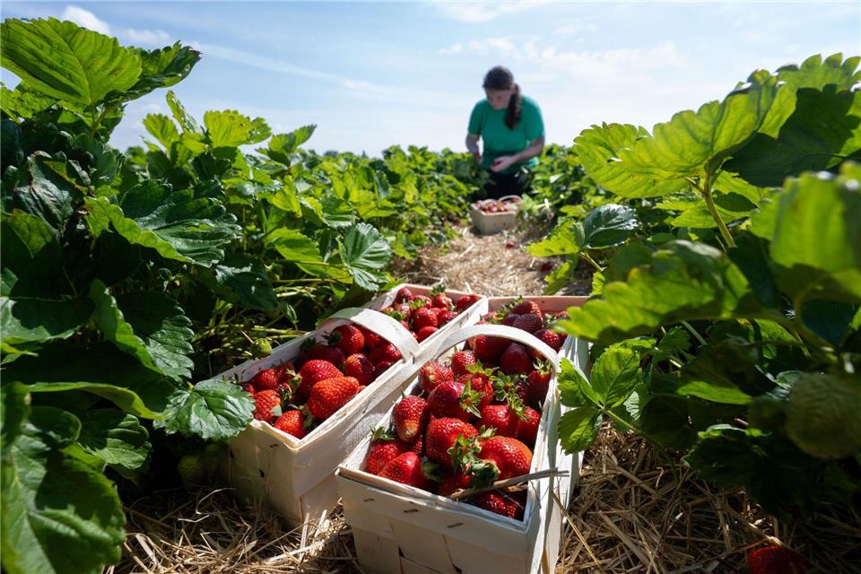 Rund ein Viertel der Saisonarbeiter in der sächsischen Landwirtschaft kommt aus dem Ausland. (Archivbild)Hendrik Schmidt/dpa