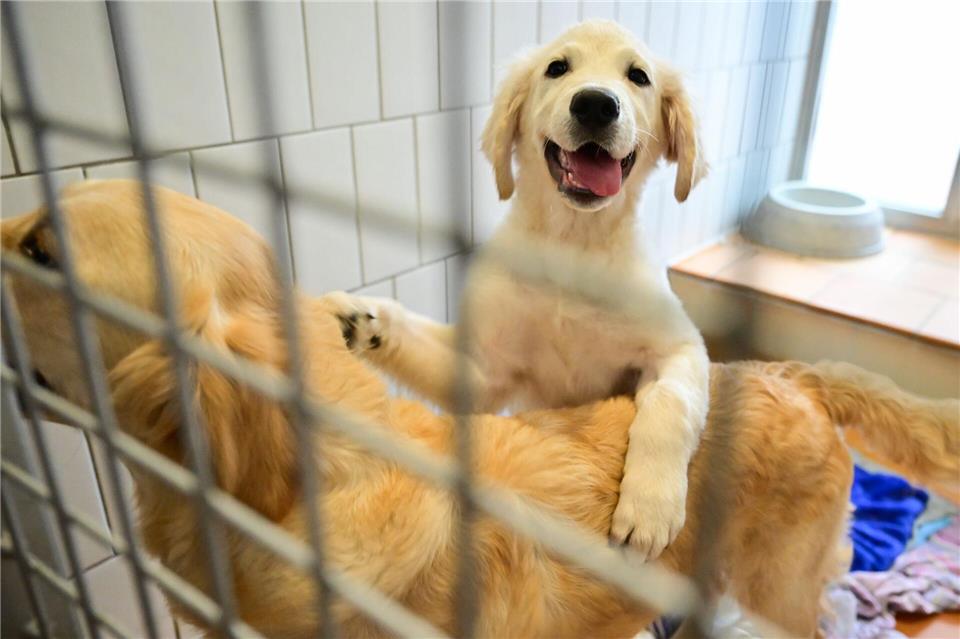 Rund um Weihnachten wird die Tiervermittlung im Tierheim Berlin in der Regel eingestellt.Sebastian Christoph Gollnow/dpa