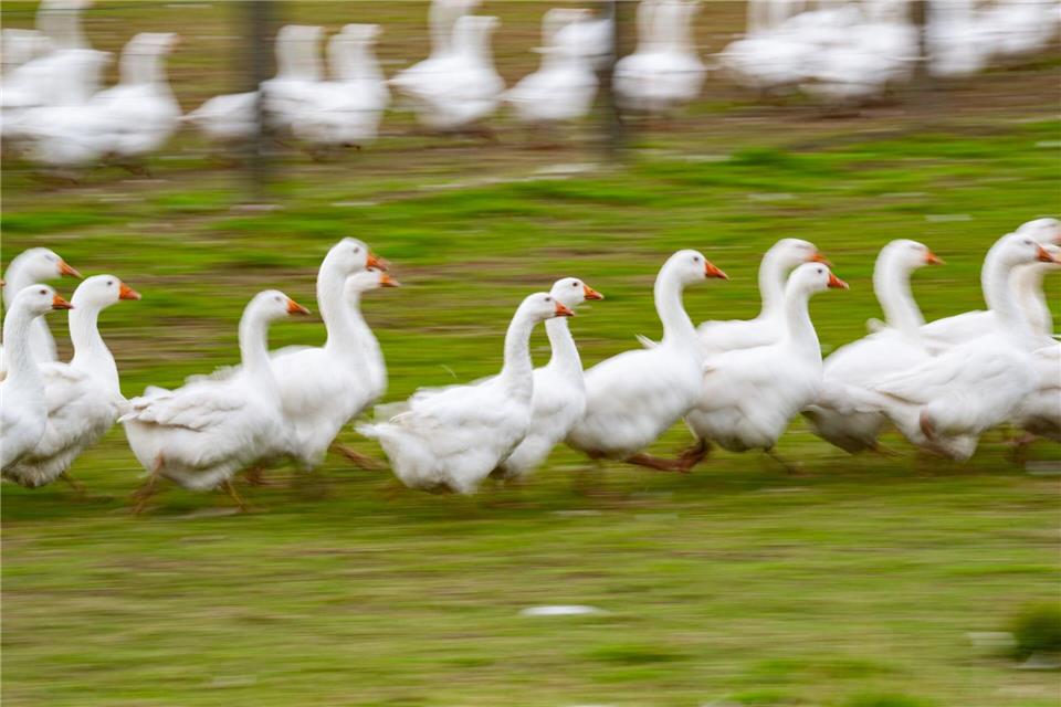 Rund um den Martinstag und Weihnachten ist Hochsaison für Gänsehalter. (Archivbild)Robert Michael/dpa