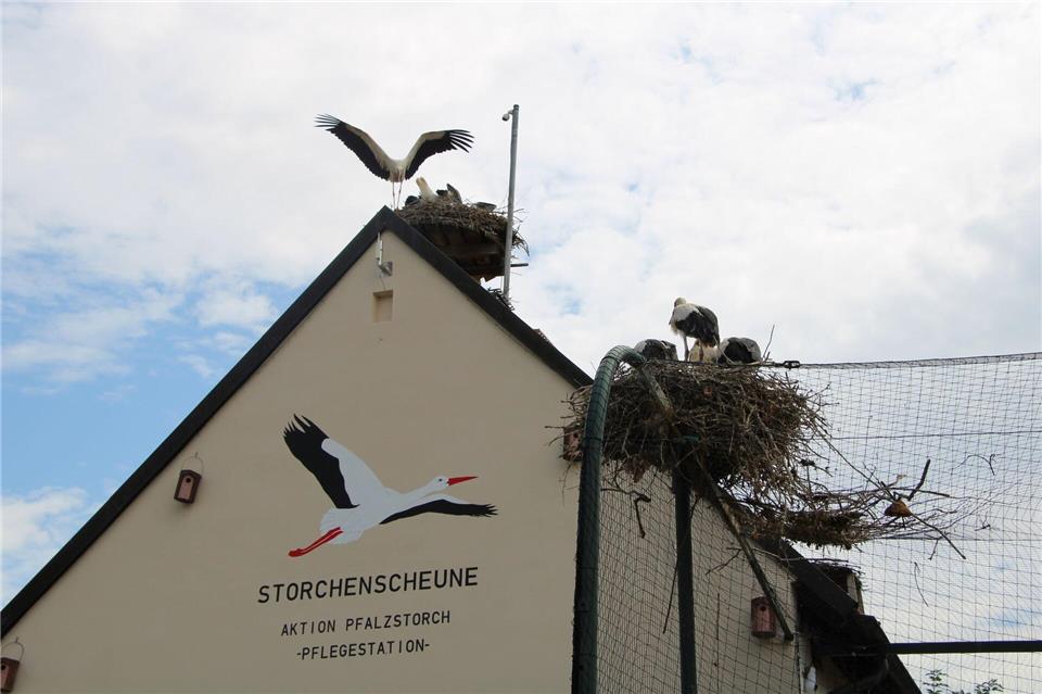 Rund um die „Storchenscheune“ in Bornheim haben auch viele frei lebende Störche ihre Nester gebaut und ziehen ihre Küken groß: ob auf dem Dach des Gebäudes oder direkt auf der Voliere.Katja Sponholz/dpa