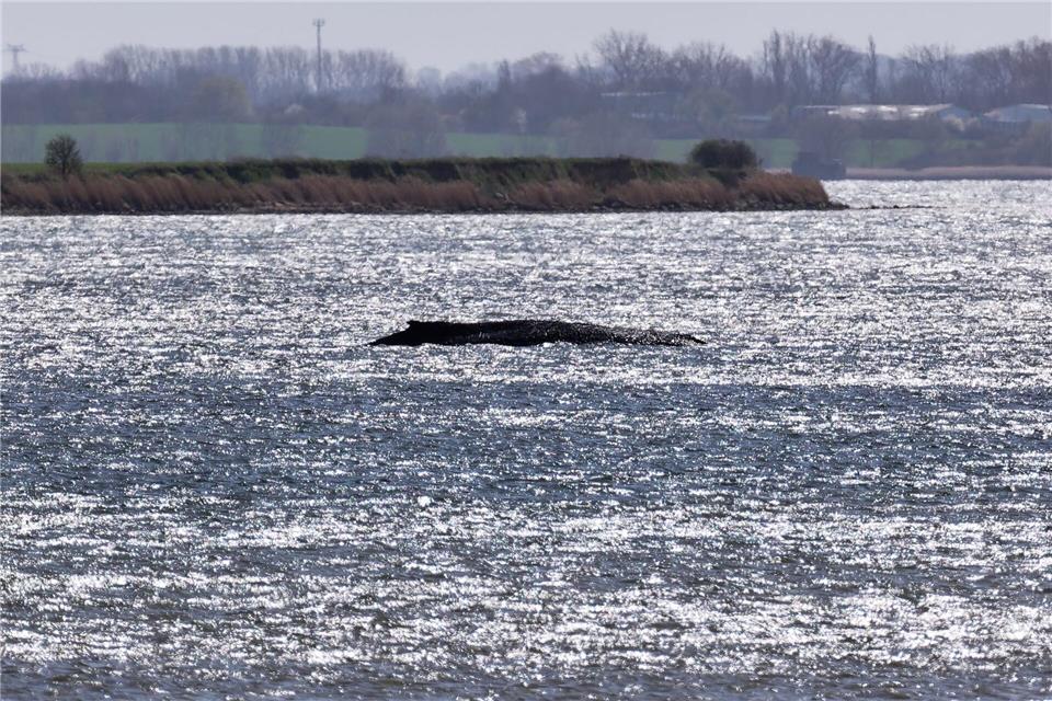 Rund um die Uhr sind Einsatzkräfte an der Küste, um den Wal zu beobachten.Marcus Golejewski/dpa