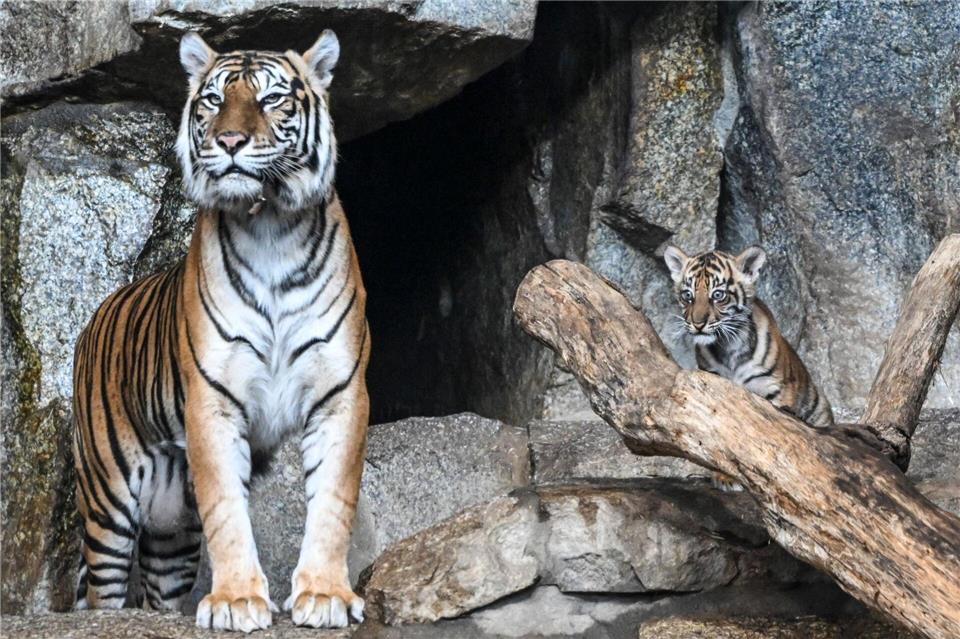 Rund zweieinhalb Monate ist Lilly alt.Jens Kalaene/dpa