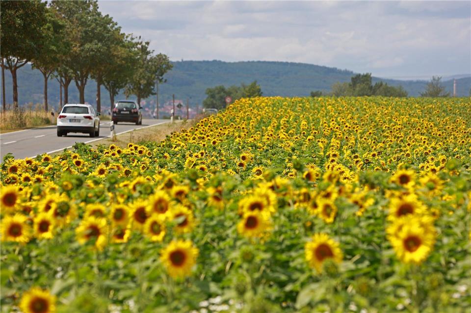 Sachsen-Anhalt zählt bundesweit zu den Ländern mit der größten Fläche für den Anbau von Sonnenblumen. (Archivbild)Matthias Bein/dpa